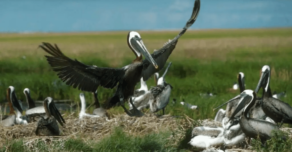 2018, The week of the Lunar Eclipse on January 31 in Baton Rouge