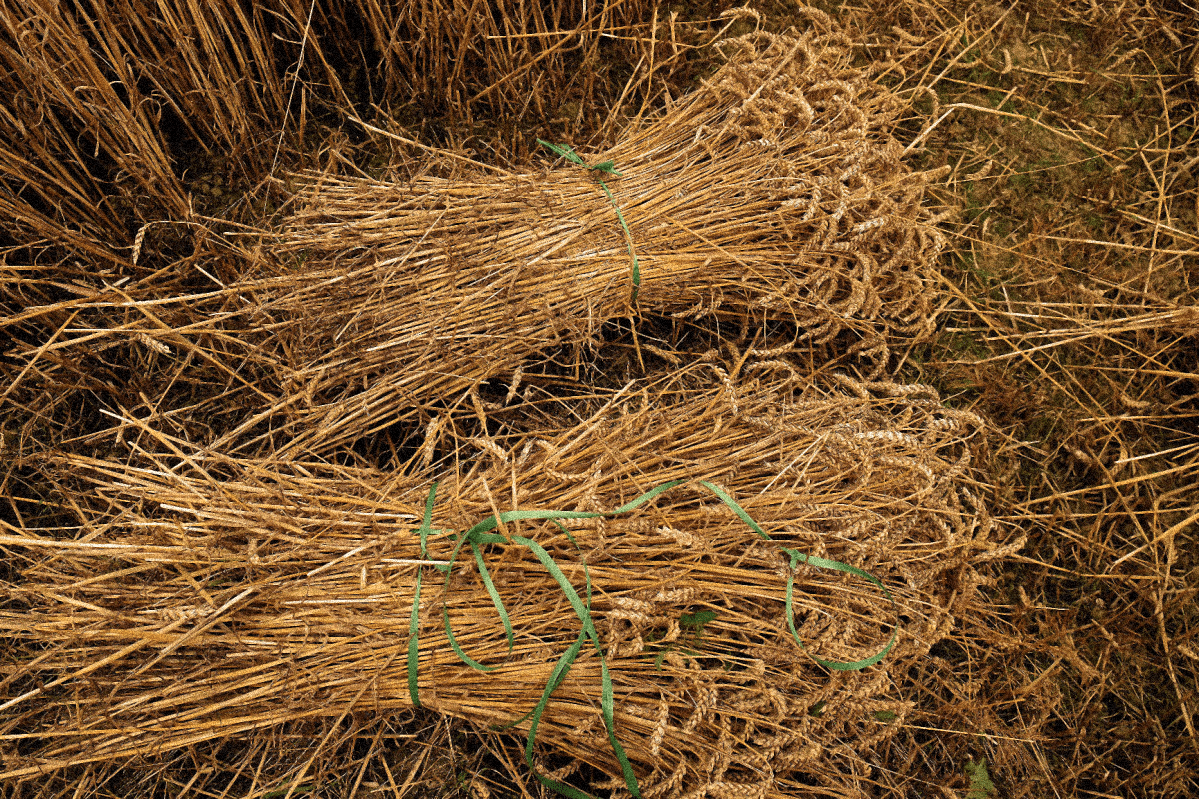 What is a Bundle Planetary Pattern? 11 bundle of wheat shutterstock 664504855 PerfectlyClear